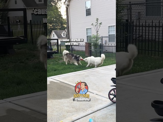 Tug of War Dogs 🎥: Voiced over with permission from baharfaraj1 (TT) #shorts