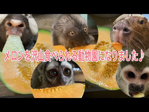 多くの方からのプレゼントのおかげで贅沢にもメロンを沢山食べられるようになりました！！ サムネイル