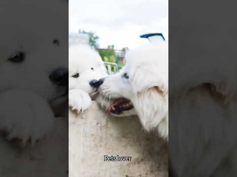 lovely dogs #dogfamily #puppyvideo #ilovemydog #dogsofinsta #love#cutepuppy #puppiesofinstagram