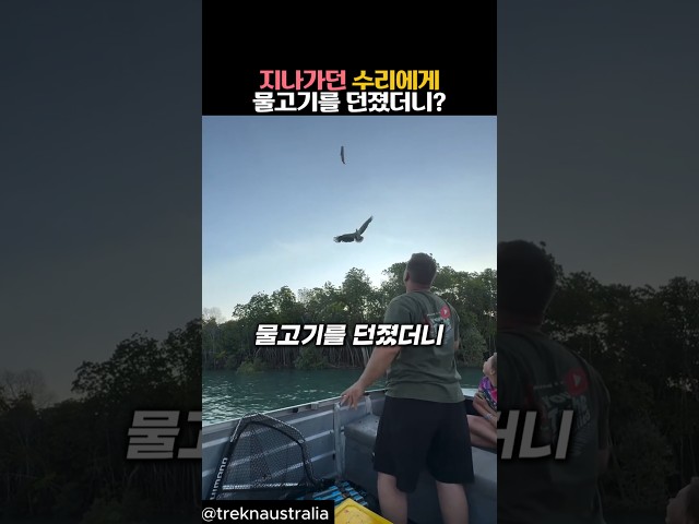 지나가던 수리에게 물고기를 던졌더니? #동물 #수리