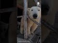 Polar bears take over abandoned Soviet research station
