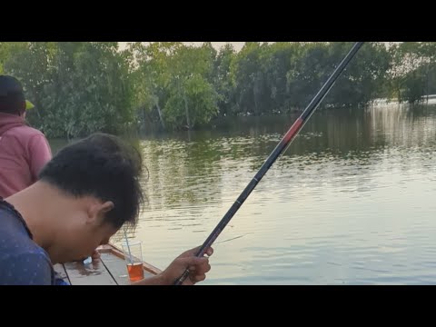 Kotomono angler sedang live mancing ikan blanak