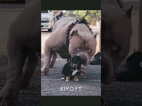 wait for end #animals #song #sorts #subscribe #youtube ||💀💀💪