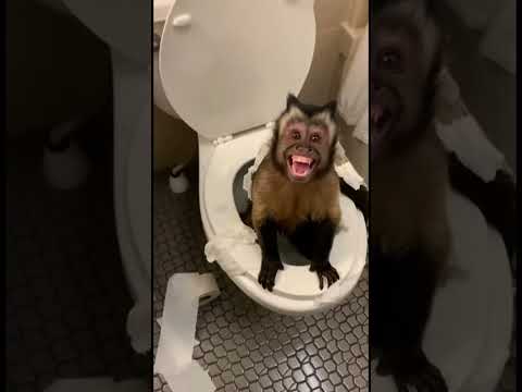 What was he doing 😭 #funny #weird #fyp #monkeyintoilet