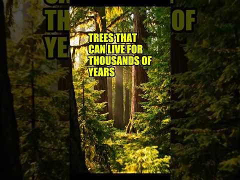 Trees That Can Live for Thousands of Years #shorts