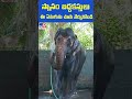 Video of elephant's self-bathing goes viral