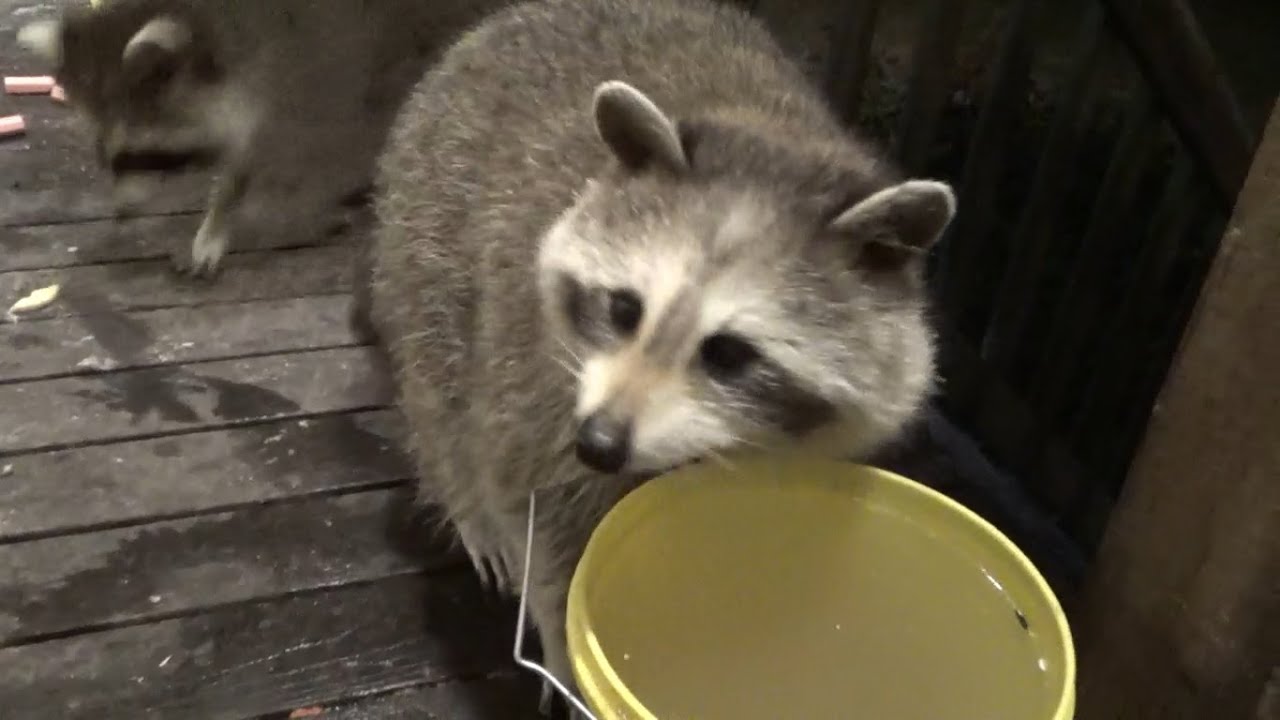 Raccoon Diner Thurs Night 18 Sept