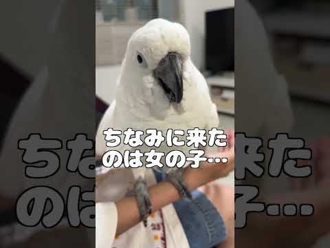 初対面でも愛想を振りまくずる賢いオウム #shorts