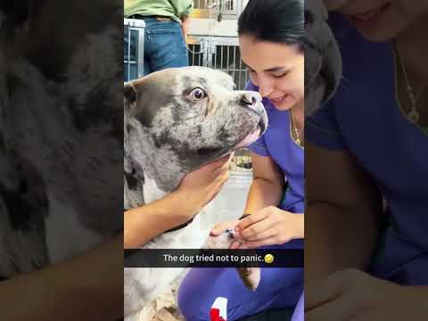 #funnyanimals#funnydogs#Amazingcute#doglover#doglife#cure#dogshorts#pet