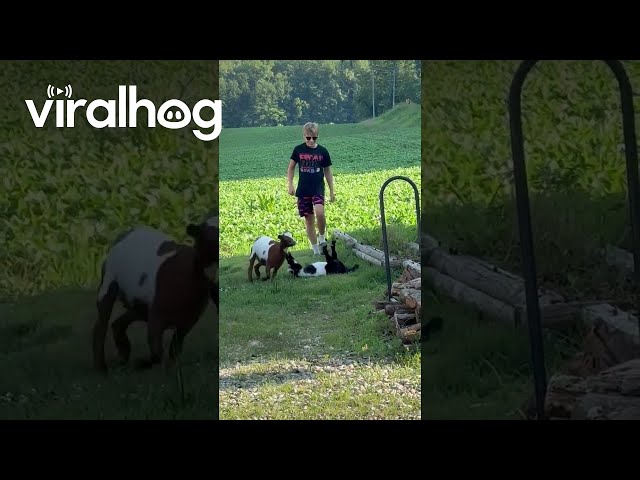 Fainting Goat Flops Over || ViralHog
