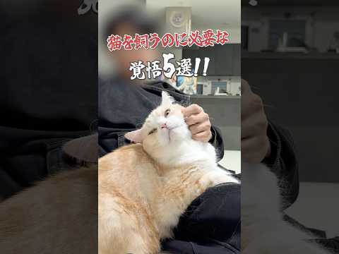 猫を飼うのに必要な覚悟5選😂 #猫 #ねこ #猫動画