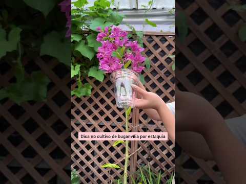 Dicas de buganvília #garden #jardinagem #planta