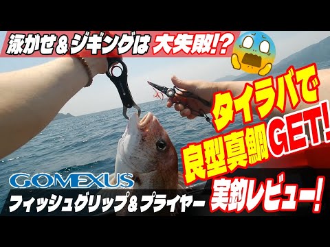 青物狙いで 泳がせ釣り ＆ ジギング は大失敗!? タイラバ で良型真鯛! GOMEXUS フィッシングプライヤー ＆ フィッシュグリップを実釣レビュー！ ゴメクサス 超人気製品 使ってみた!
