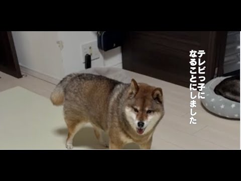 犬の動画サムネイル - 花さんの決断・・・。