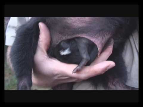 Real Baby Devils part 2