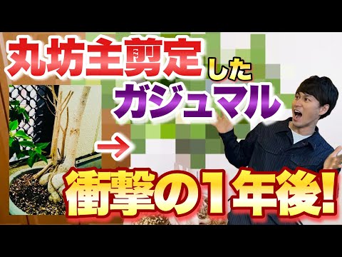 【丸坊主剪定】葉を残さずばっさり切ったガジュマル 1年経ってどうなった！？【強剪定のポイント】【観葉植物】