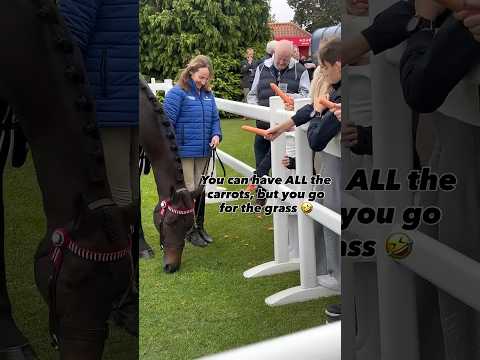 African Jazz being spoiled at Newmarket last weekend, where he took part in a meet and greet 😍🥕