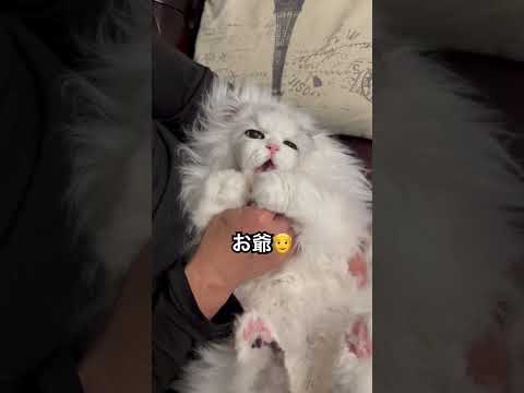 マッサージしてたらお爺になった猫