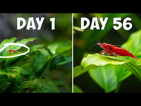 CHERRY SHRIMP LIFECYCLE EXPLAINED! From Tiny Eggs  For AMAZING shrimp food, head to 
https_//ShrimpKeeper.co.uk (UK)

or 

https_//www.etsy.com/ca/shop