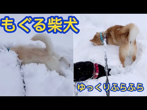 雪中散歩で雪の中をもぐる柴犬たちが可愛すぎました！