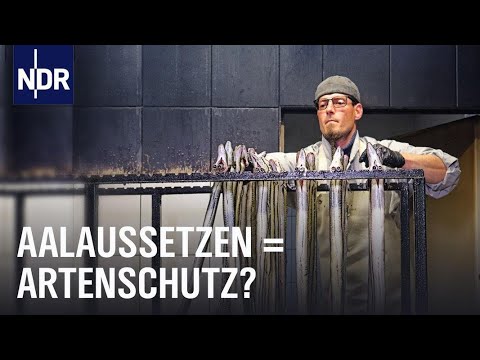 Streit um den Aal: Zwischen Aalaussatz und Fangverbot | Doku | NDR | 45 Min