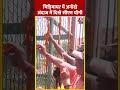 Gorakhpur चिड़ियाघर में अनोखे अंदाज में दिखे CM Yogi #shorts #shortsvideo #viralvideo - 00:34 min - News - Video