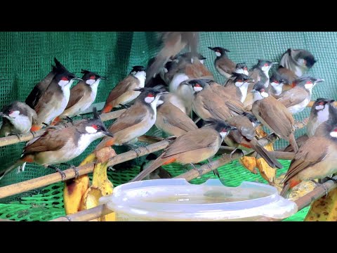 Sỉ Mào Rừng .vùng đẹp 160k🔥🔥 Ae sỉ nhắn em. có ship từ 10 con ✅✅