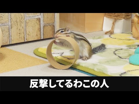 3日前にビビり散らかしていたモノに覚醒するシマリス