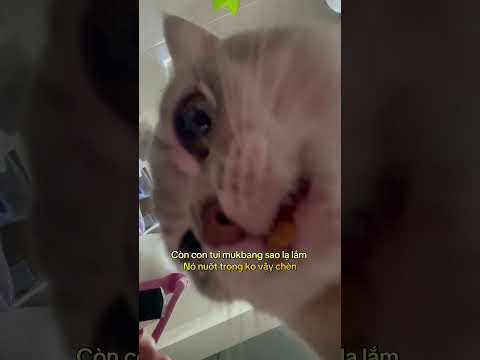 Có thần thái nhưng không đáng kể #linhmientay #cat #xuhướng #thucung #pets