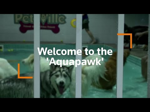 Dogs take a dip in Dubai’s pup water park