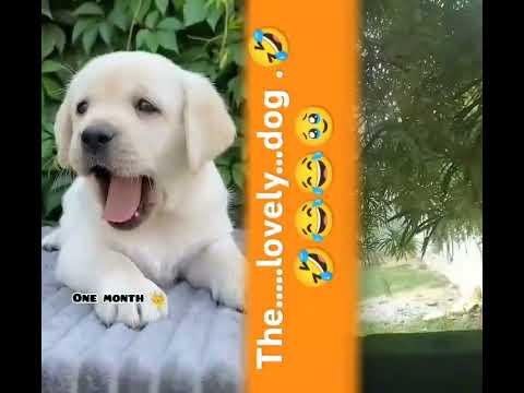 The..lovely..dog..🤣😂😂🥹🤣||#dogshorts|| #doglife #love #doglove #dogshorts #bestfeed #pets #cute #dogs