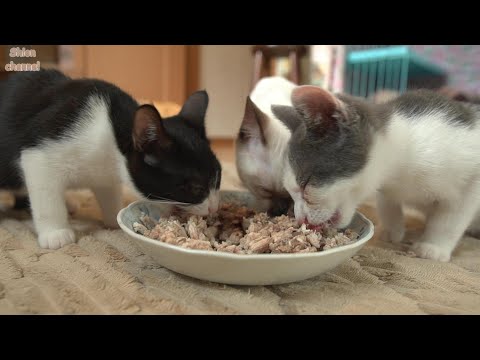子猫たちに初めて手作りご飯をあげてみたら…