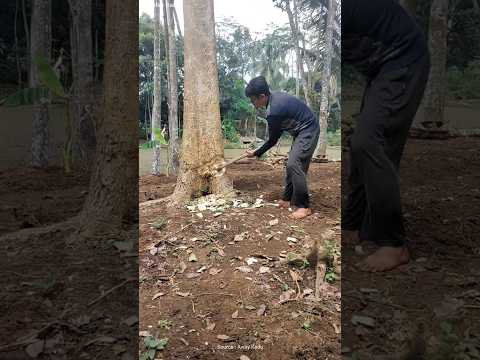 Arti Mimpi Menebang Pohon