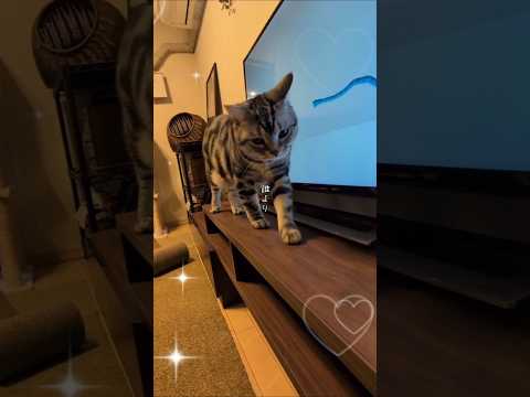 猫の動画サムネイル - アメショーのラッテ#アメリカンショートヘア #アメショー #cat ＃猫＃猫との暮らし#猫と暮らす家