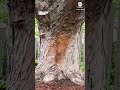 Bobcat kitten reunited with mother after lost in storm  - 00:47 min - News - Video
