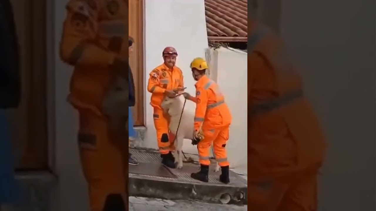 Bode sobe em telhado de casa e é resgatado pelos bombeiros em Minas Gerais; veja vídeo