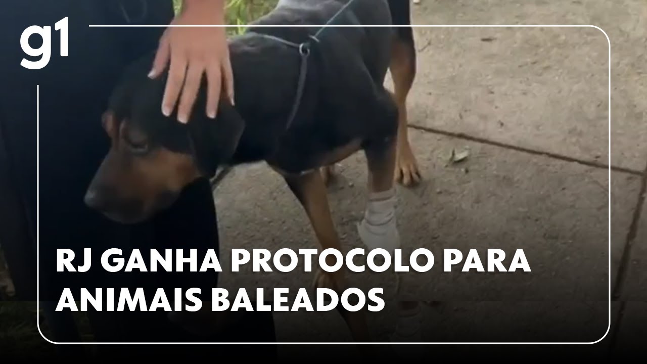 Rio de Janeiro ganha protocolo de atendimento de animais baleados