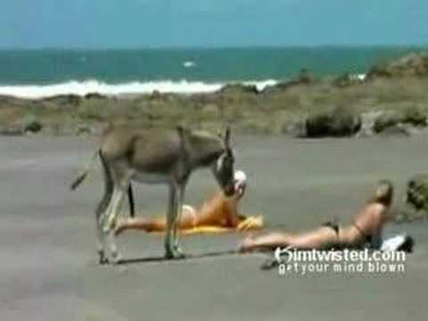 Магаре во ерекција на плажа :-)