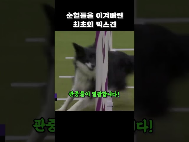 순혈들을 이겨버린 최초의 믹스견