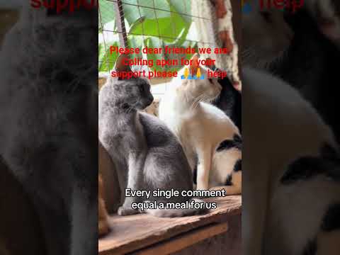 a rescue cat gets a full belly because ofyou.( donation link in bio #helpmeplease#LUcy #justcats