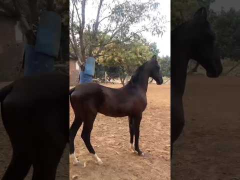 z Black #shorts #horse #horselover #animals #ghoda #ghodi #horseriding #trending