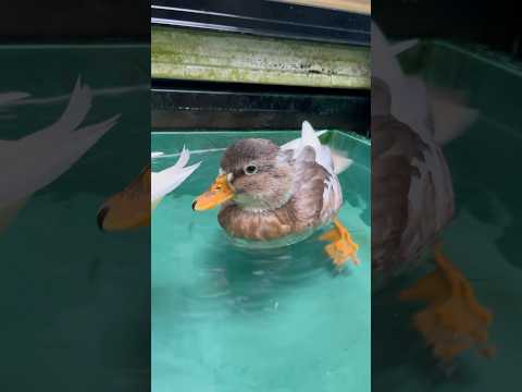 誰にも止められないコールダック。The unstoppable call duck.