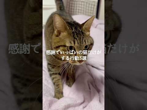猫の動画サムネイル - 感謝でいっぱいの猫だけがする行動3選 #猫 #ねこ #猫のいる暮らし #ねこのいる生活 #猫動画 #保護猫 #猫好きさんと繋がりたい #猫のいる生活 #猫好き VOICEVOX:ずんだもん