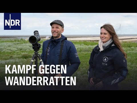 Seevögel in Gefahr: Wanderratten bedrohen Hallignatur | Die Nordreportage | NDR Doku