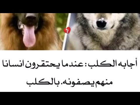 Upload mp3 to YouTube and audio cutter for الذئب معاتبا الكلب : يا إبن العم كيف وجدت بني البشر ؟ download from Youtube