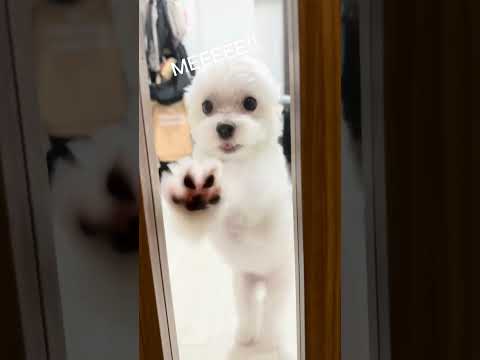 Hello...#Dog #Cute #Baby #Treasure #Hello #Maltese #犬 #可愛い #赤ちゃん #宝物 #こんにちは #チワマル