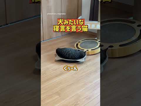 犬みたいな寝言を言う猫 #保護猫 #ととまる #cat