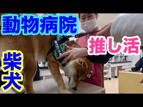 【柴犬】動物病院で推し活？！