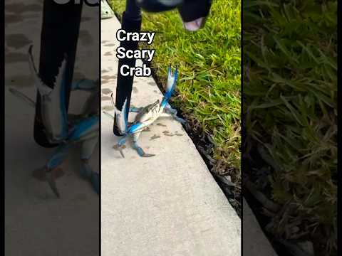 creepy crab #trending #shorts #crazy #creepy #crab #oceaneyes #song #memes #billieeilish #music