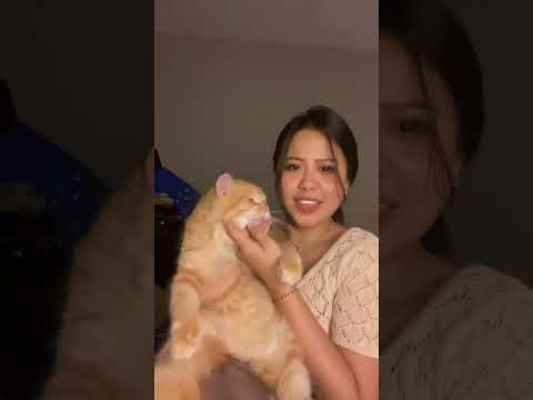 Aduh abang kucing #kucinganggoralucudanimut #cat #kucingbelangtiga